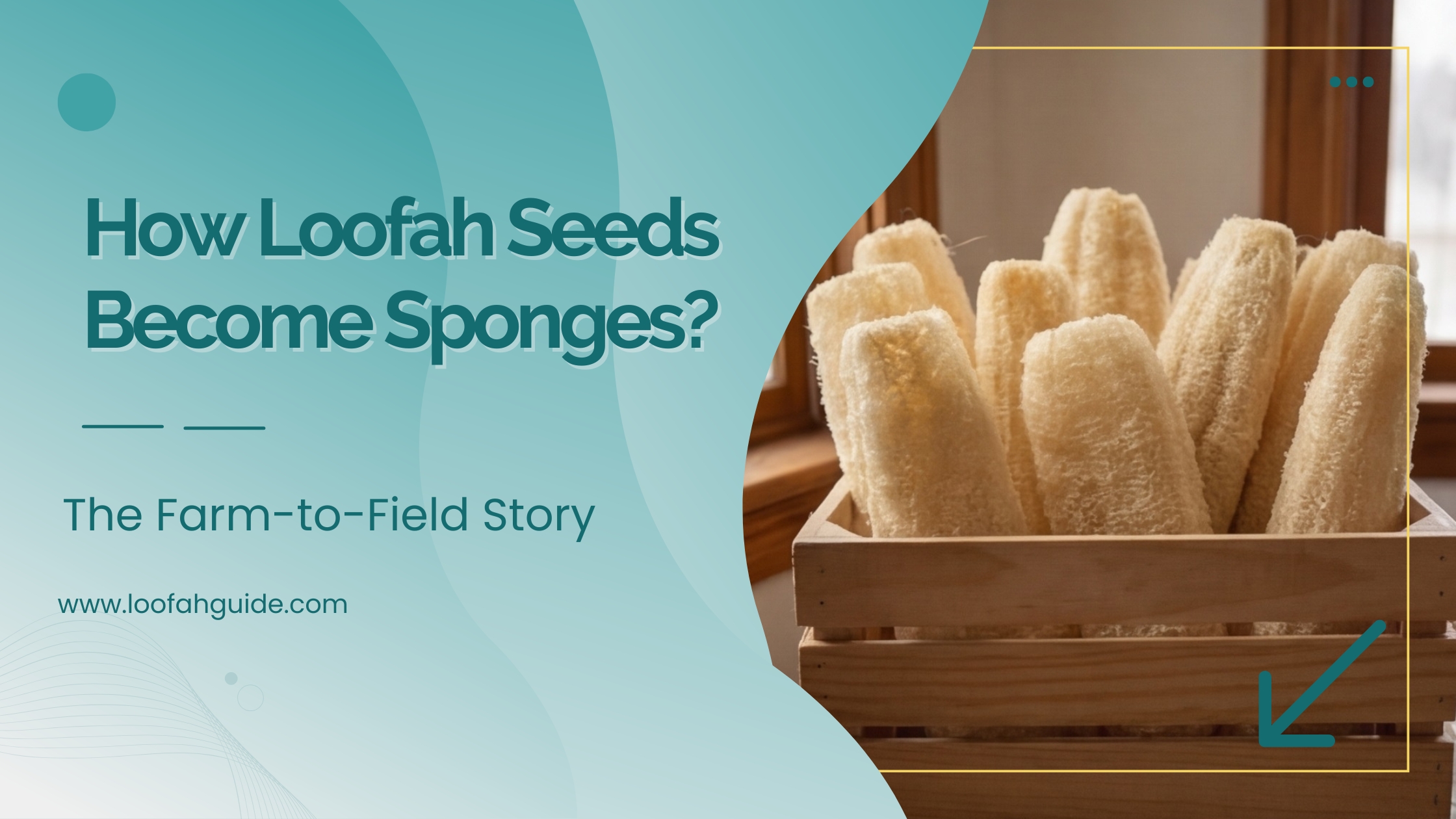 Loofah Seeds to Wholesale Sponges | Supply Chain Guide for Buyers