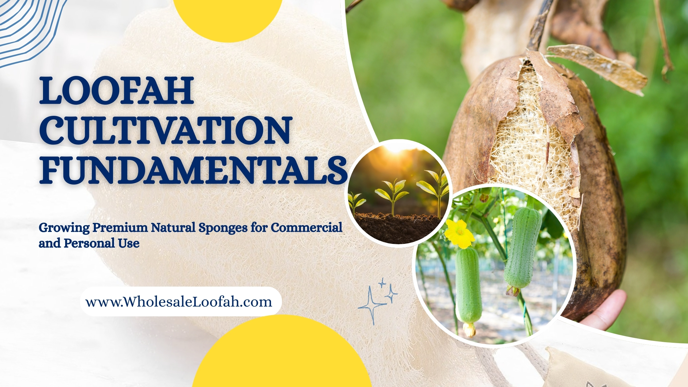 Loofah Cultivation Fundamentals: Growing Premium Natural Sponges for Commercial and Personal Use 7 Wholesale Loofah Grow Loofah Successfully | Expert Cultivation Tips | WholesaleLoofah
