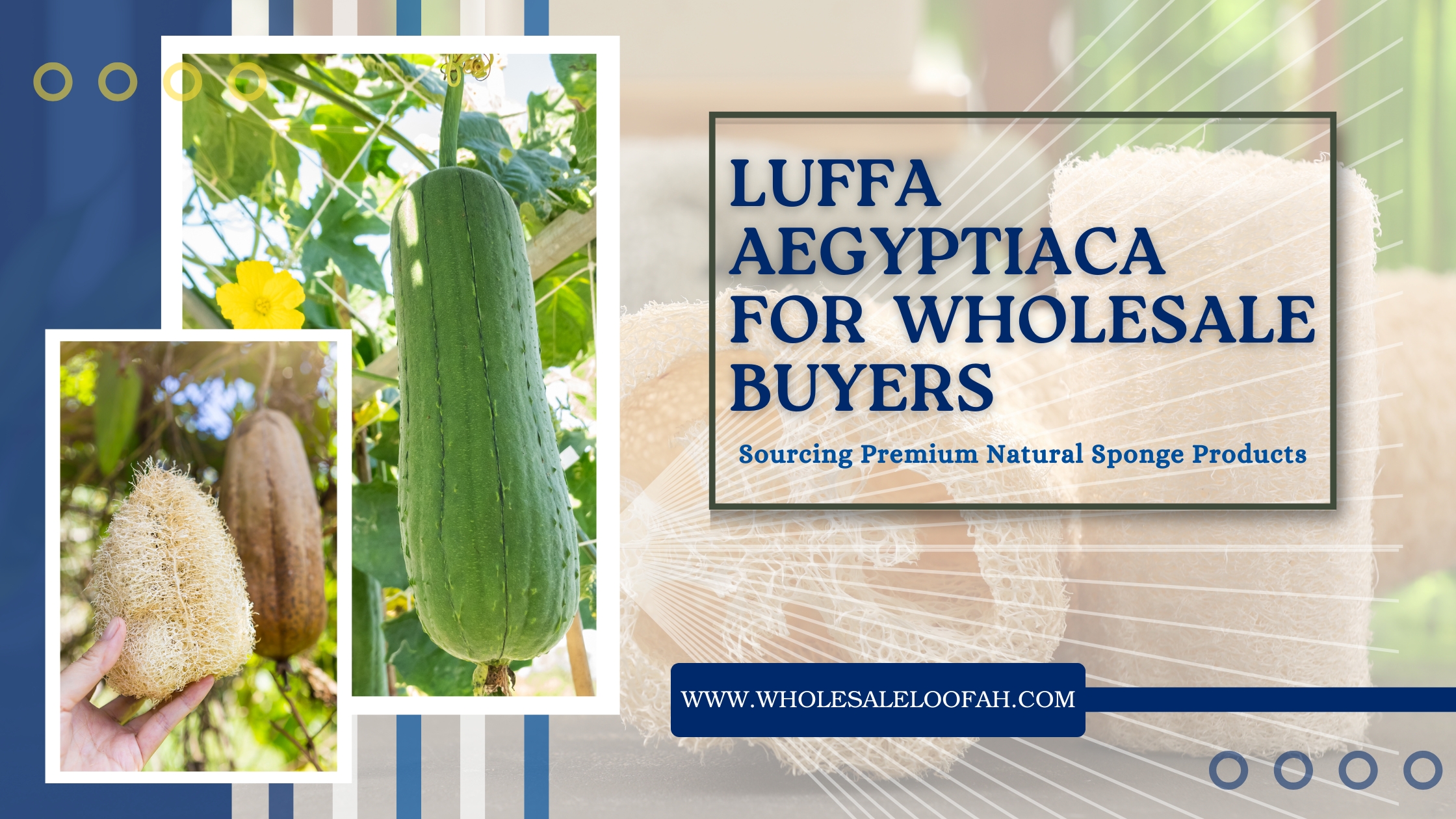 Luffa aegyptiaca for Wholesale Buyers: Sourcing Premium Natural Sponge Products 1 Wholesale Loofah Luffa aegyptiaca Wholesale Guide: Sourcing Natural Sponge Products