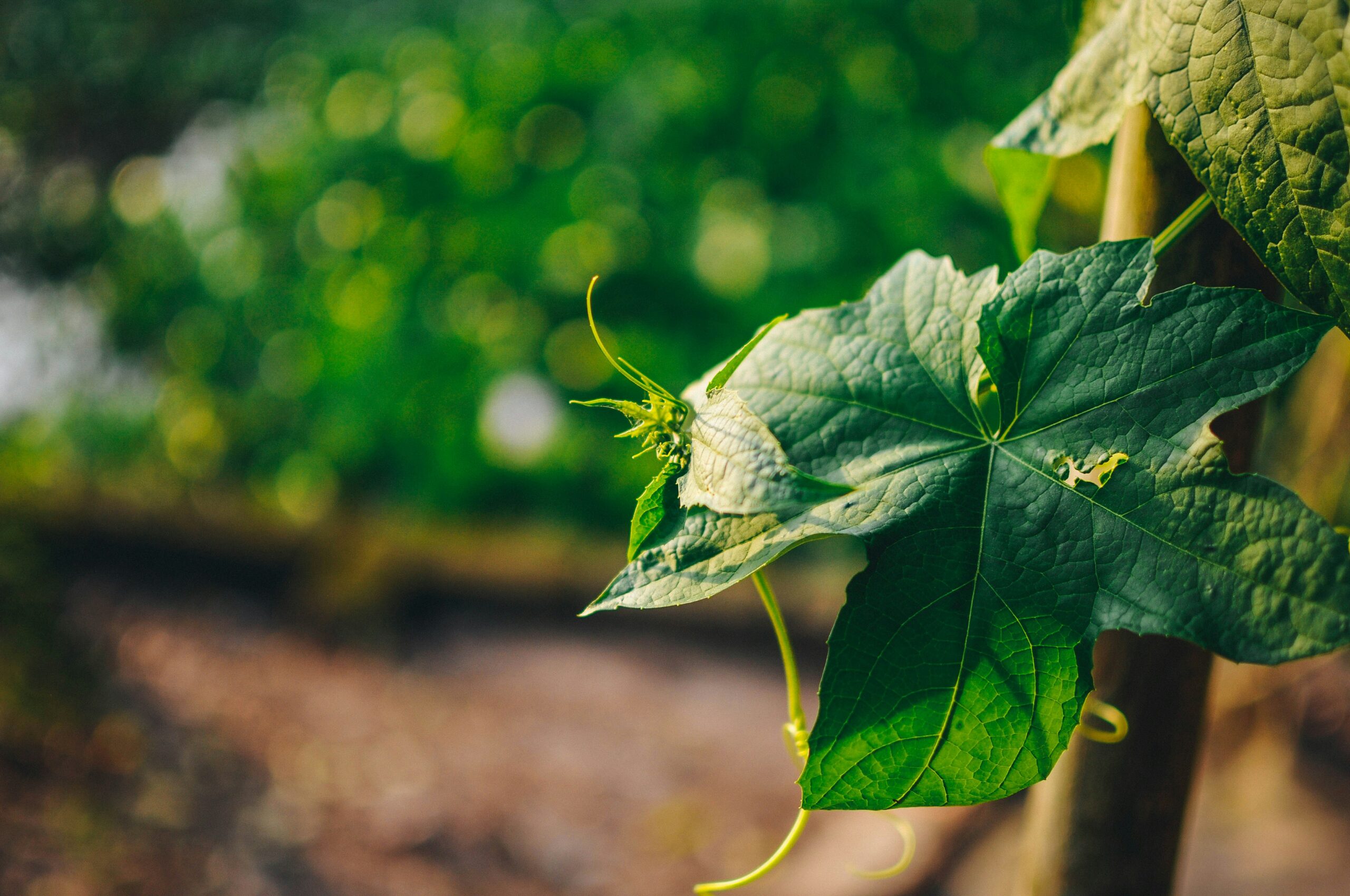 Bulk Loofah Softening for Wholesale Buyers: Commercial Processing Guide 4 Wholesale Loofah Bulk Loofah Softening for Wholesale Buyers: Commercial Processing Guide