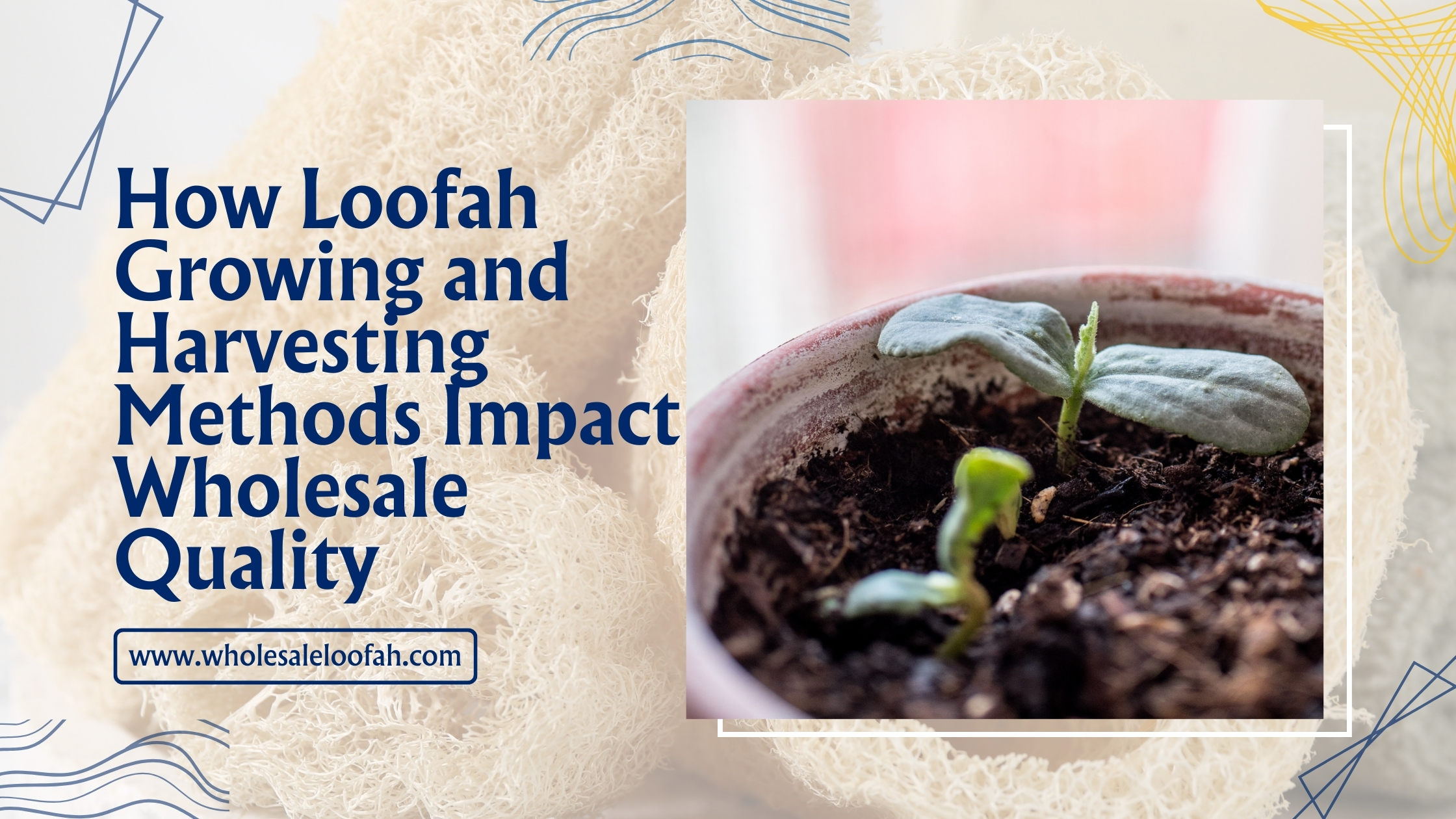 Loofah Growing & Harvesting Methods That Affect Wholesale Quality