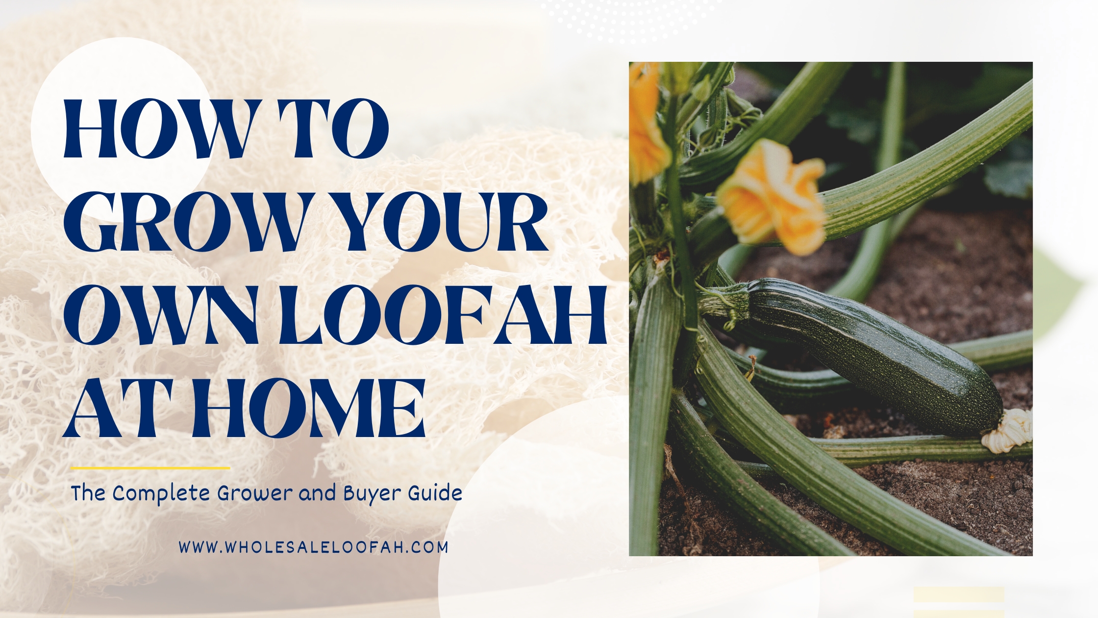 How to Grow Your Own Loofah at Home: The Complete Grower and Buyer Guide 3 Wholesale Loofah How to Grow Your Own Loofah at Home | Grower Guide 2026 | Wholesale Loofah