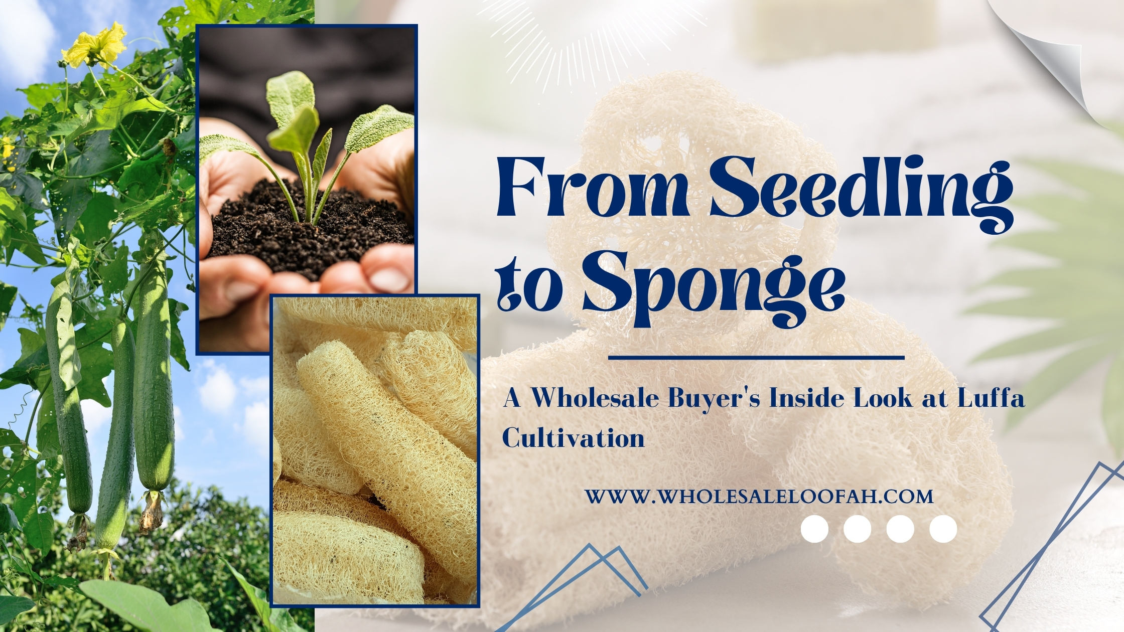 From Seedling to Sponge: Wholesale Luffa Sourcing Guide 2026 | WholesaleLoofah