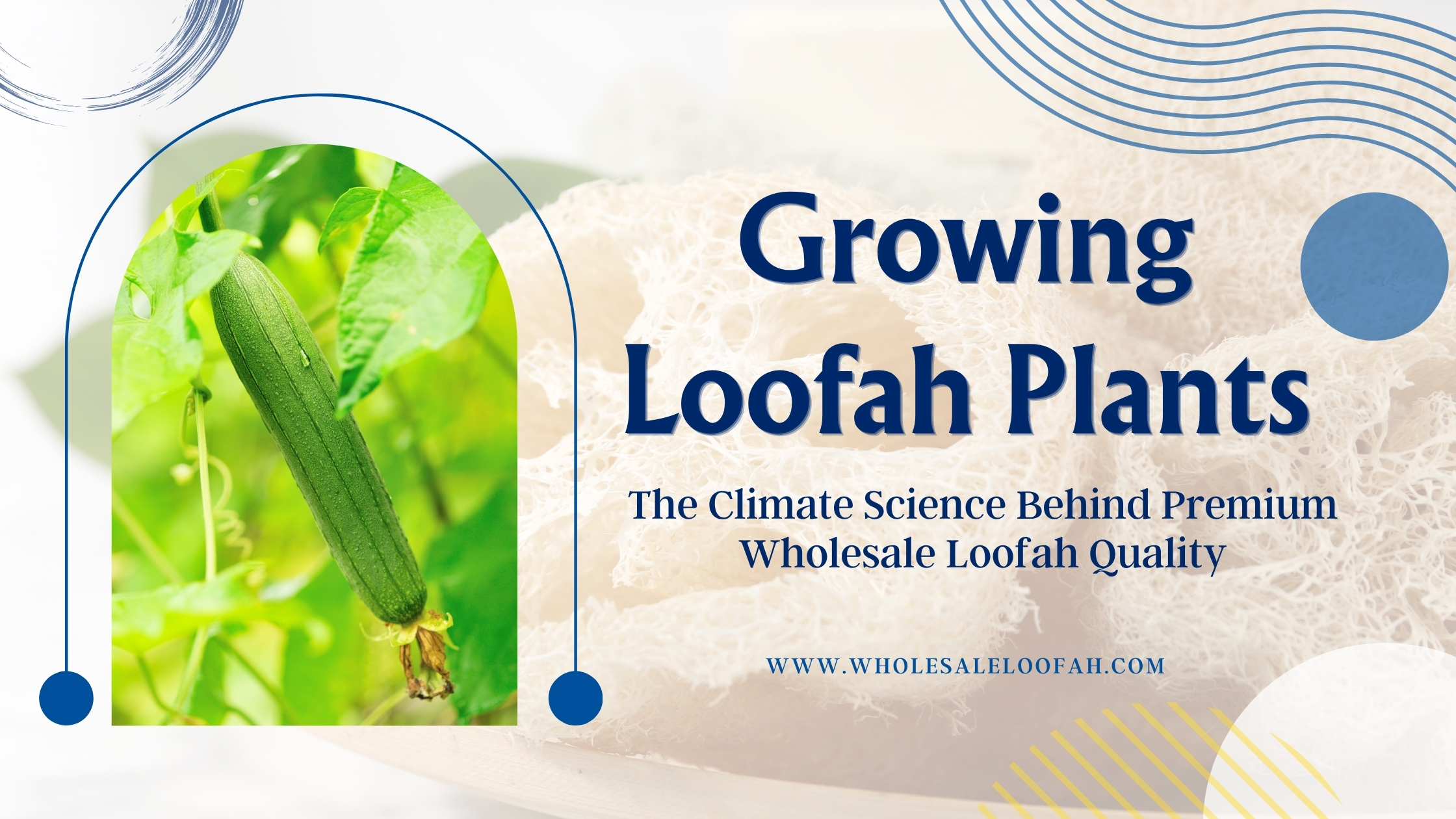 Growing Loofah Plants: Climate Zones and Wholesale Quality Explained 2026