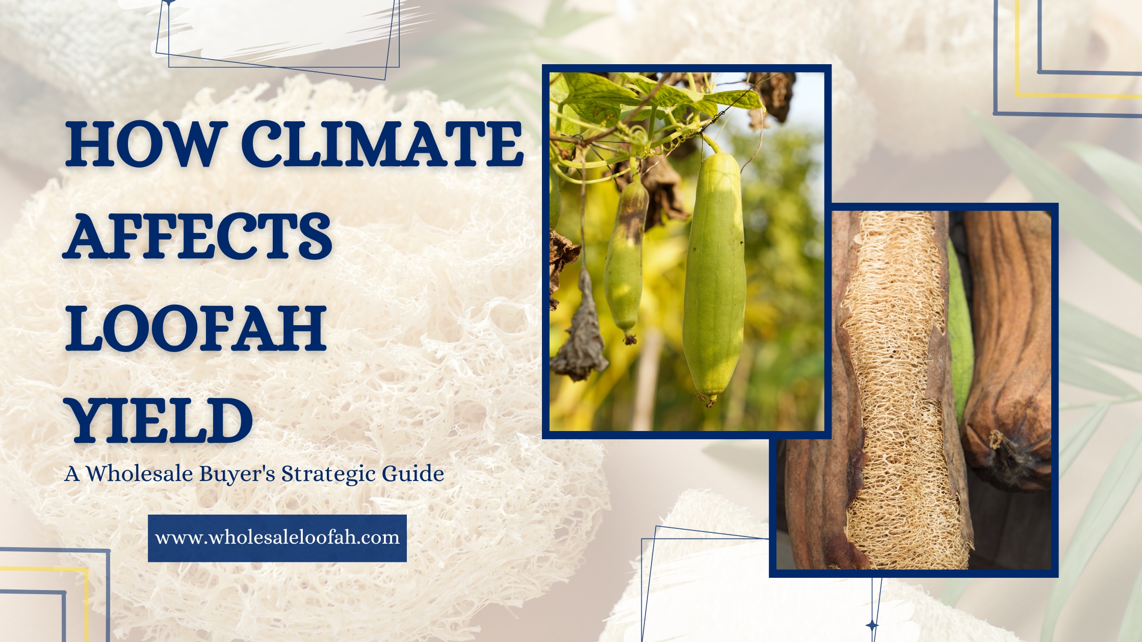 How Climate Affects Loofah Yield | Wholesale Sourcing Guide 2026