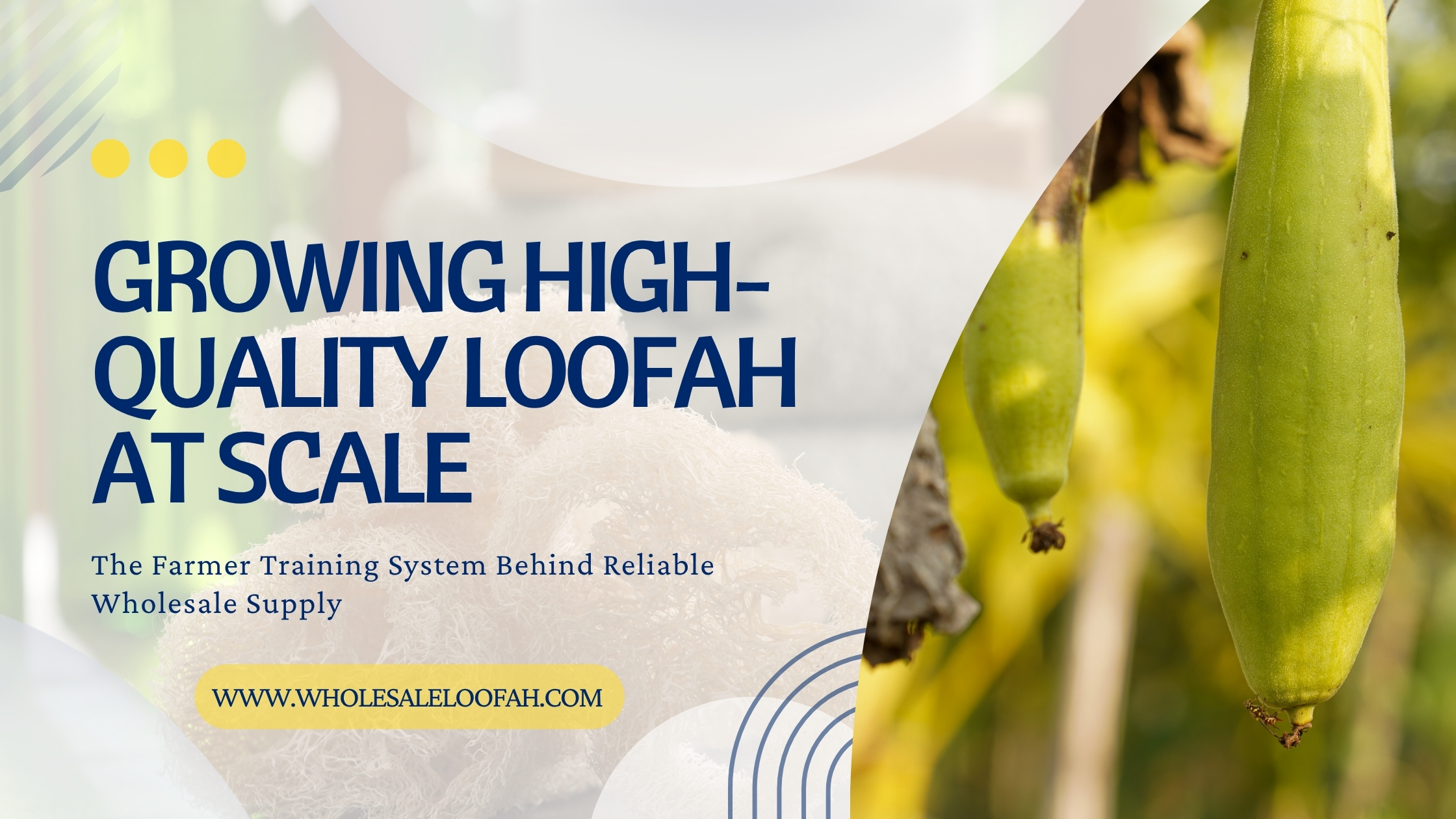 Growing High-Quality Loofah at Scale | Farmer Training | WholesaleLoofah 2026